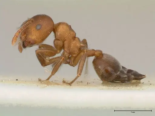 Crematogaster chiarinii - FOCOL0512-5