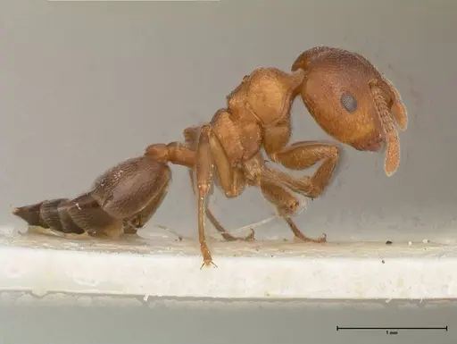 Crematogaster chiarinii - FOCOL0512-5