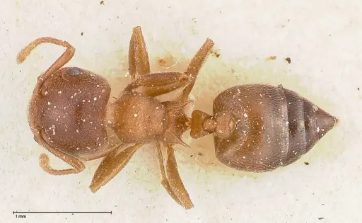 Crematogaster chiarinii - FOCOL0513