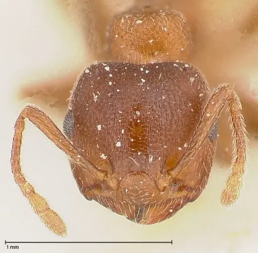 Crematogaster chiarinii - FOCOL0513