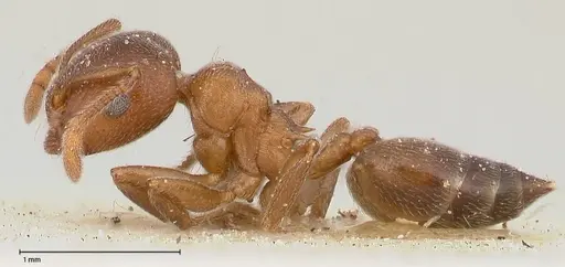 Crematogaster chiarinii - FOCOL0513