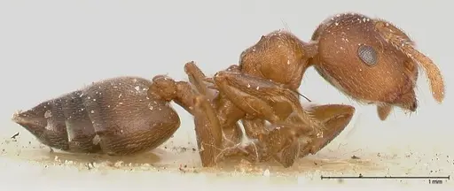 Crematogaster chiarinii - FOCOL0513