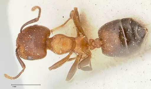 Crematogaster chiarinii - FOCOL0514