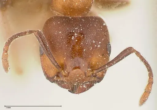 Crematogaster chiarinii - FOCOL0514