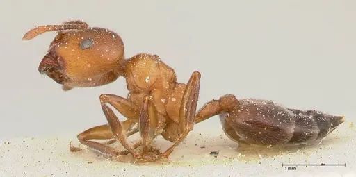 Crematogaster chiarinii - FOCOL0514