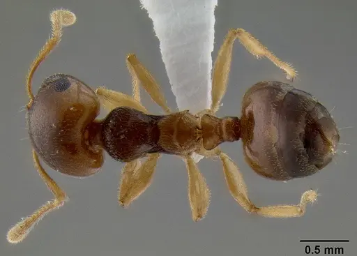 Crematogaster chlorotica specimen