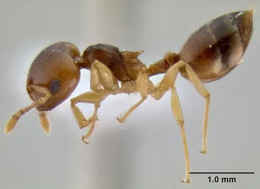 Crematogaster chlorotica specimen