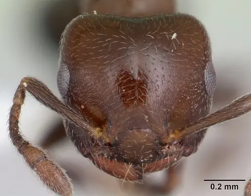 Crematogaster chodati specimen