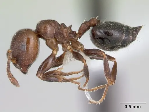 Crematogaster chodati specimen