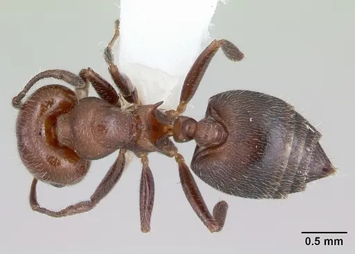 Crematogaster chodati - CASENT0173933