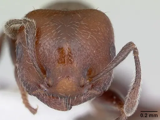 Crematogaster chodati - CASENT0173933