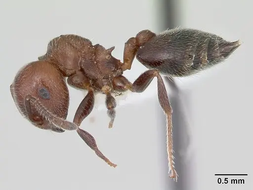 Crematogaster chodati - CASENT0173933