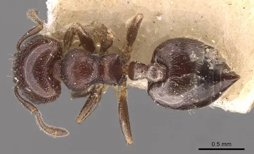 Crematogaster chodati - CASENT0908418