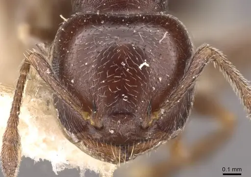 Crematogaster chodati - CASENT0908418