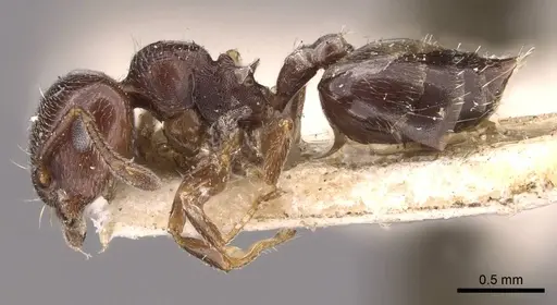 Crematogaster chodati - CASENT0908418