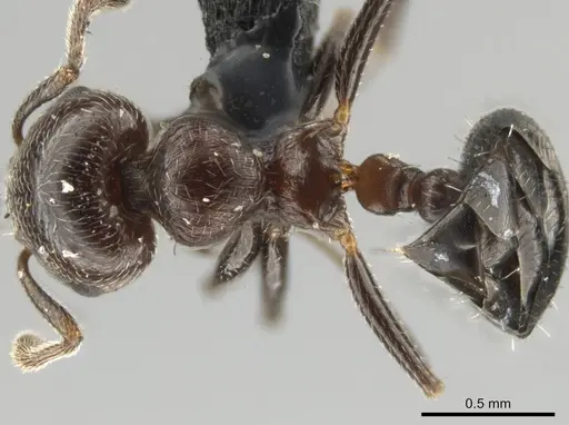 Crematogaster chodati - UFV-LABECOL-005281