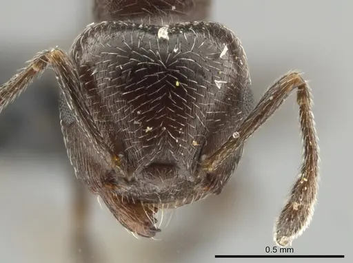 Crematogaster chodati - UFV-LABECOL-005281