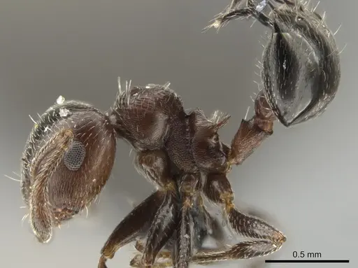 Crematogaster chodati - UFV-LABECOL-005281