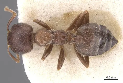 Crematogaster chopardi specimen