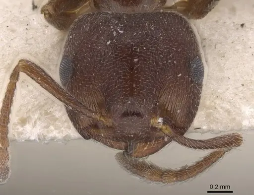 Crematogaster chopardi specimen