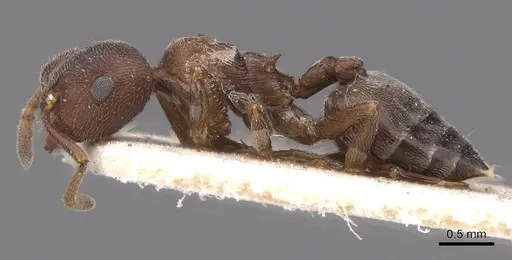 Crematogaster chopardi specimen