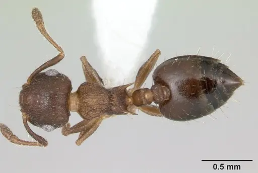 Crematogaster cisplatinalis specimen
