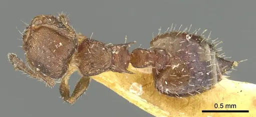 Crematogaster cisplatinalis - CASENT0902163