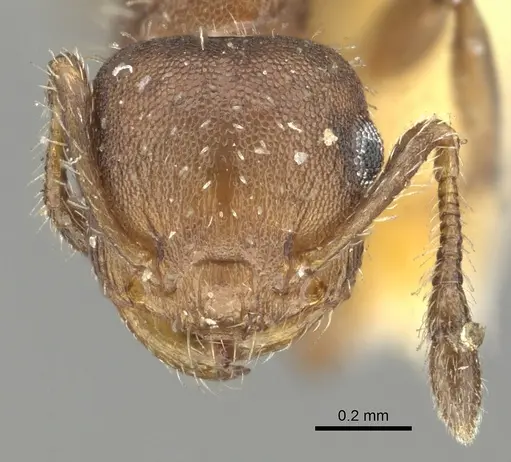 Crematogaster cisplatinalis - CASENT0902163