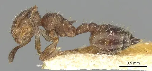 Crematogaster cisplatinalis - CASENT0902163