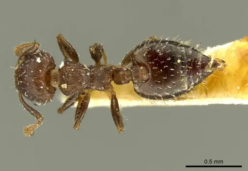 Crematogaster cisplatinalis - CASENT0919710