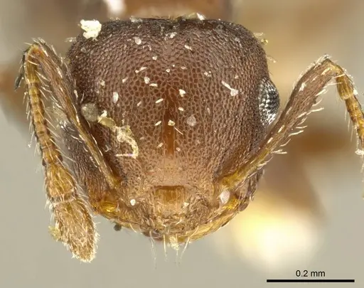 Crematogaster cisplatinalis - CASENT0919710