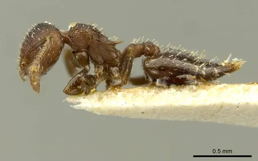 Crematogaster cisplatinalis - CASENT0919710