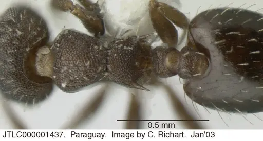 Crematogaster cisplatinalis - JTLC000001437