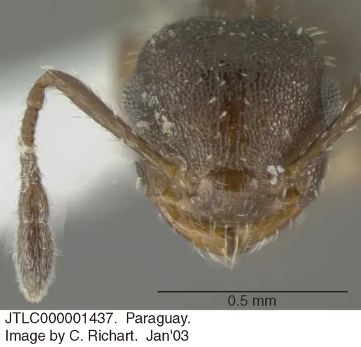 Crematogaster cisplatinalis - JTLC000001437