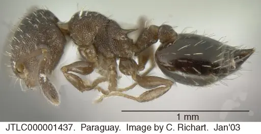 Crematogaster cisplatinalis - JTLC000001437