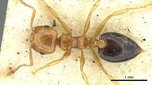 Crematogaster clarior specimen