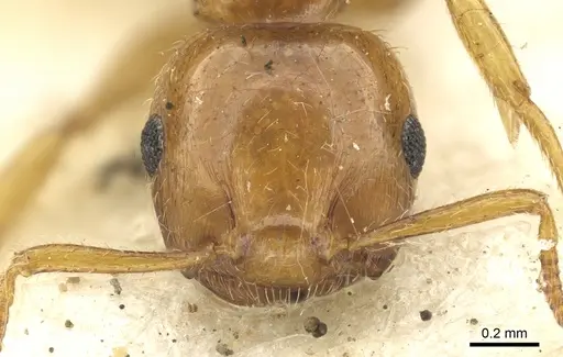 Crematogaster clarior specimen