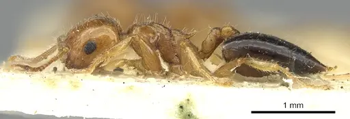 Crematogaster clarior specimen