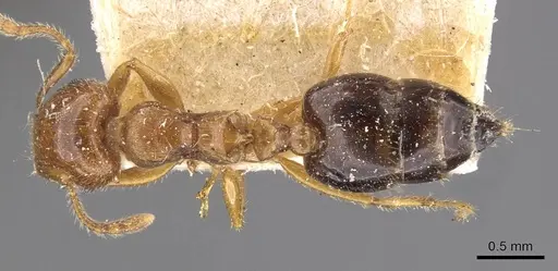 Crematogaster clarior - CASENT0908600