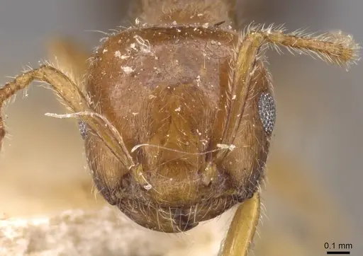 Crematogaster clarior - CASENT0908600