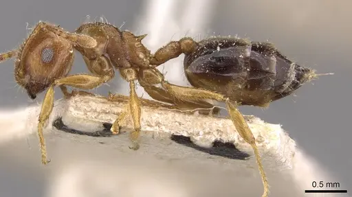 Crematogaster clarior - CASENT0908600