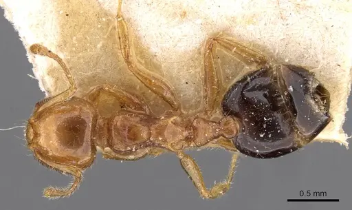 Crematogaster clarior - CASENT0908603