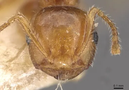 Crematogaster clarior - CASENT0908603