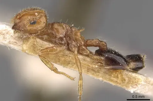 Crematogaster clarior - CASENT0908603