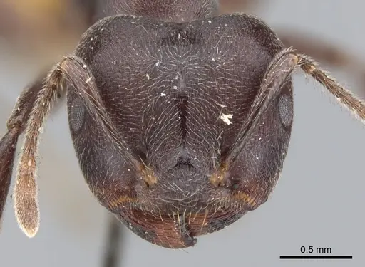 Crematogaster clariventris specimen