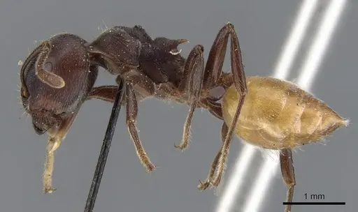 Crematogaster clariventris specimen