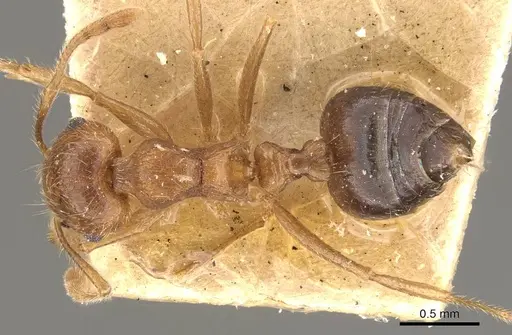 Crematogaster clydia specimen