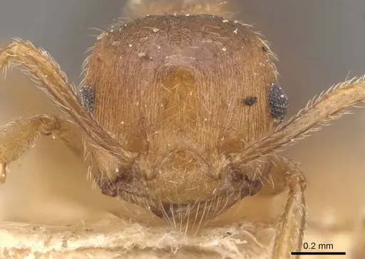 Crematogaster clydia specimen