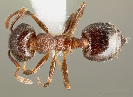 Crematogaster coarctata specimen