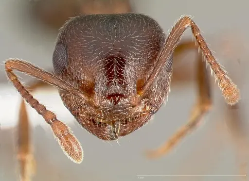 Crematogaster coarctata specimen